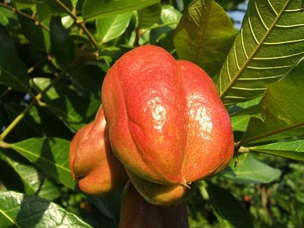 Việt Nam vinh dự sở hữu 3 trong 10 loại quả hiếm nhất thế giới 10
