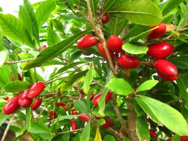 Việt Nam vinh dự sở hữu 3 trong 10 loại quả hiếm nhất thế giới 4