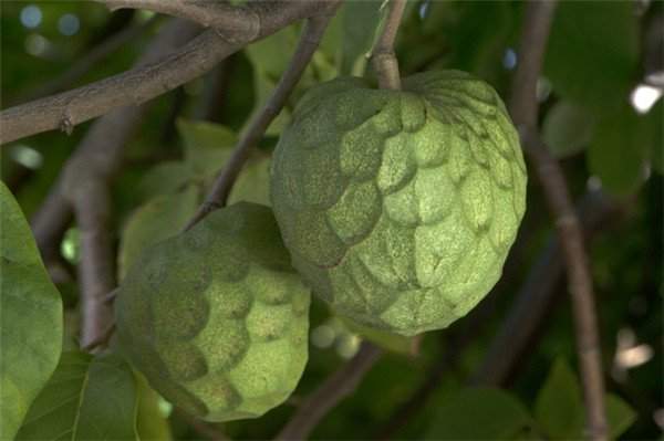 Việt Nam vinh dự sở hữu 3 trong 10 loại quả hiếm nhất thế giới 2