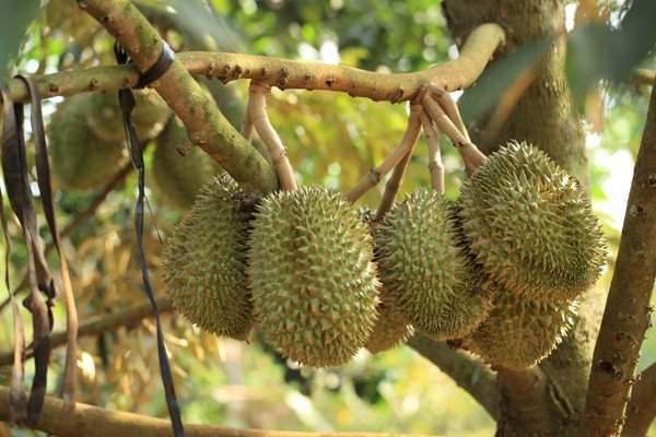 Việt Nam vinh dự sở hữu 3 trong 10 loại quả hiếm nhất thế giới 5