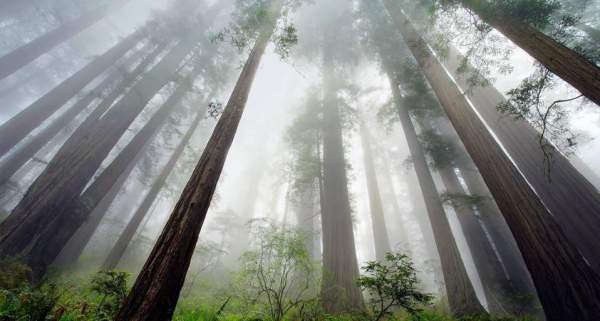 Những cây gỗ đỏ cổ xưa cao nhất thế giới 4