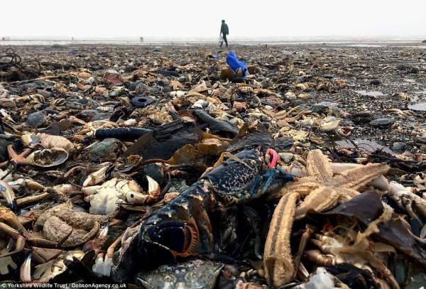 Sau bão "Quái thú phương Đông" càn quét, sinh vật biển chết như ngả rạ