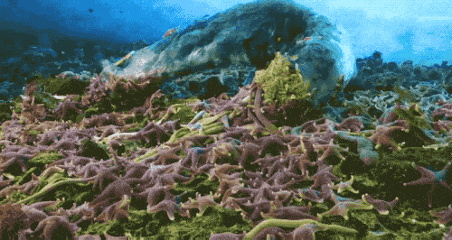 "Quái vật" kinh khủng nhất đại dương: Sở hữu nghìn mắt nhưng không có não 2