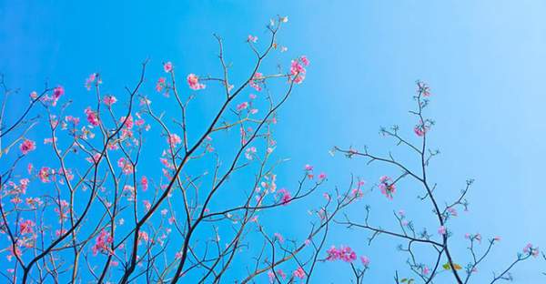 Có một Sài Gòn mộng mơ mùa hoa kèn hồng nở rộ 8