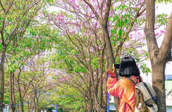 Có một Sài Gòn mộng mơ mùa hoa kèn hồng nở rộ 3