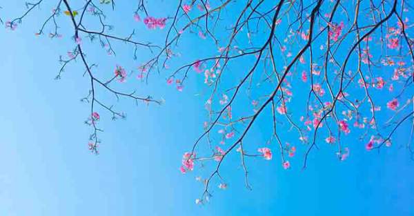 Có một Sài Gòn mộng mơ mùa hoa kèn hồng nở rộ 9