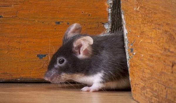 Nguy cơ nạn chuột mang mầm bệnh và chủng virus mới tại New York