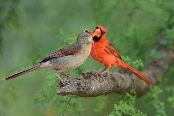 Loài chim cũng sở hữu "hormone tình yêu" giống con người 2