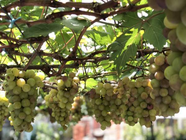 "Lạc" vào vườn nho trĩu quả, chín mọng giữa Sài Gòn 10