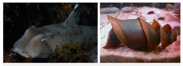 Cận cảnh trứng cá mập: nhìn giống nòng nọc mà có “lòng đào” giống trứng gà đến lạ 5
