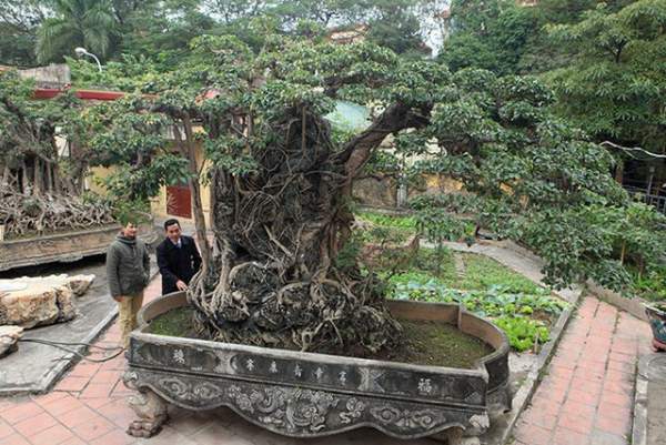 Đại gia Việt đổi 8 lô đất, mang bao tải tiền mua “siêu cây” trăm tuổi 7