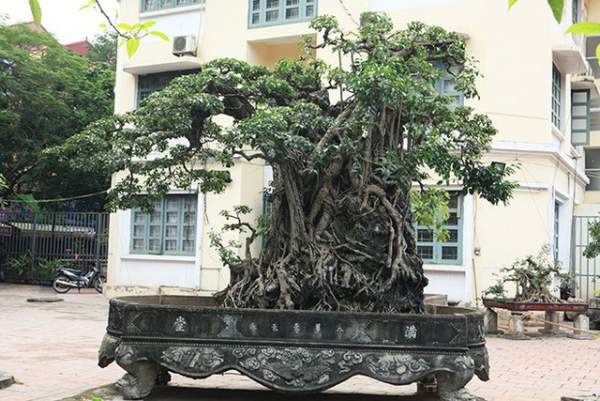 Đại gia Việt đổi 8 lô đất, mang bao tải tiền mua “siêu cây” trăm tuổi 8