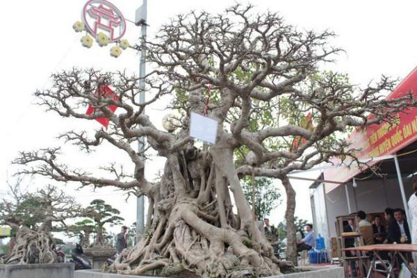Đại gia Việt đổi 8 lô đất, mang bao tải tiền mua “siêu cây” trăm tuổi 6