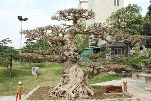 Đại gia Việt đổi 8 lô đất, mang bao tải tiền mua “siêu cây” trăm tuổi 11