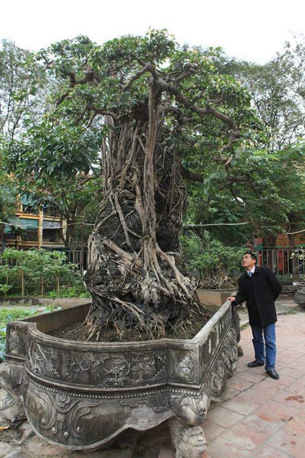Đại gia Việt đổi 8 lô đất, mang bao tải tiền mua “siêu cây” trăm tuổi 9