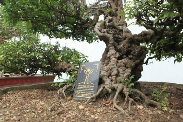 Đại gia Việt đổi 8 lô đất, mang bao tải tiền mua “siêu cây” trăm tuổi 2