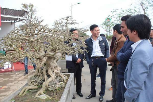Đại gia Việt đổi 8 lô đất, mang bao tải tiền mua “siêu cây” trăm tuổi 5