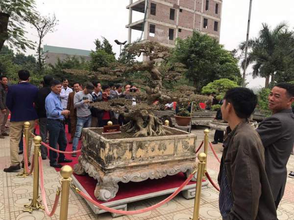 Đại gia Việt đổi 8 lô đất, mang bao tải tiền mua “siêu cây” trăm tuổi 10