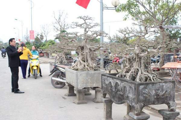 Đại gia Việt đổi 8 lô đất, mang bao tải tiền mua “siêu cây” trăm tuổi 4