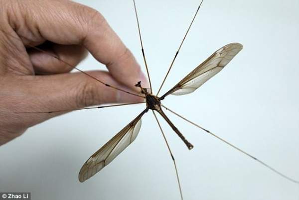 Hãi hùng muỗi to hơn bàn tay ở Trung Quốc 3