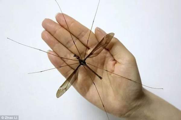 Hãi hùng muỗi to hơn bàn tay ở Trung Quốc 2