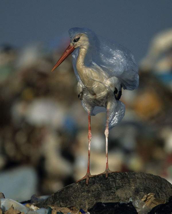 Ám ảnh vì thế giới ngập trong rác thải nhựa 5