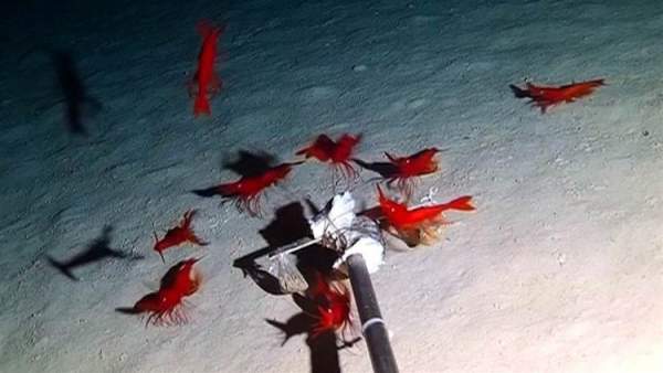 Trung Quốc: Thả camera xuống biển, phát hiện hàng chục sinh vật kỳ dị 2