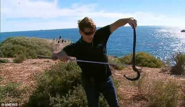 Hòn đảo "vương quốc của rắn độc" ở Australia