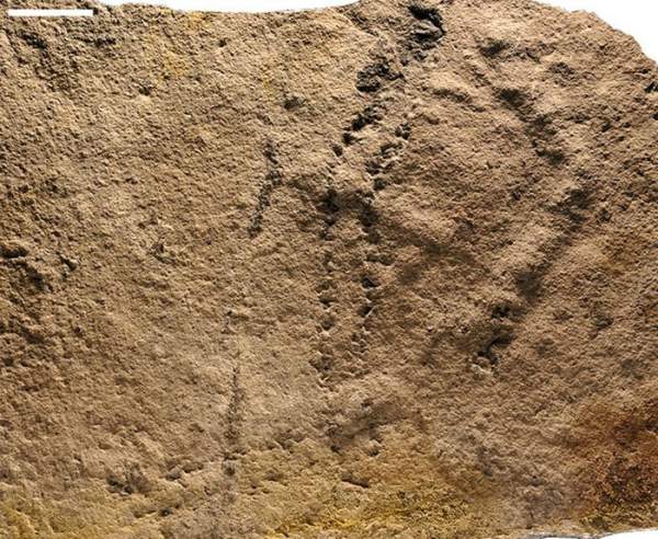 Phát hiện dấu chân động vật hóa thạch cổ nhất từ trước tới nay