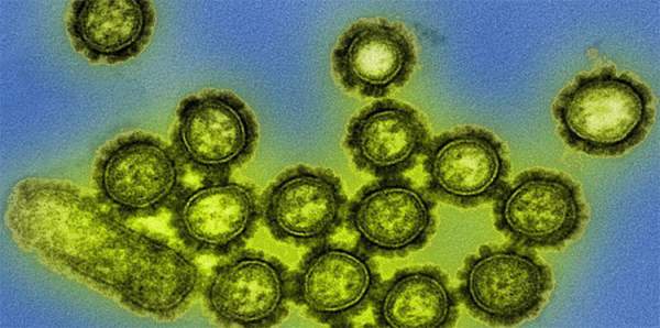 Ngày càng nhiều virus chết người lan ra khắp thế giới, và lý do thật chẳng dễ chịu chút nào 2