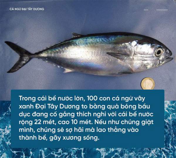 Các nhà khoa học đang thuần hóa cá ngừ vây xanh để có đủ nguyên liệu làm sushi