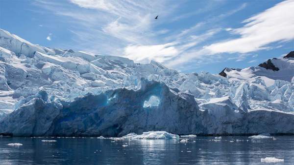Bất ngờ khi phát hiện hệ sinh thái "khủng" ở nơi hẻo lánh như Nam Cực