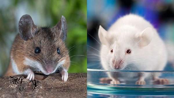 Sự thật khó tin: Một đôi chuột thí nghiệm có thể đắt ngang một chiếc xe hơi tiền tỉ