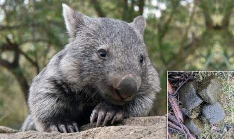 Bạn có biết: Phân của gấu túi Wombat có hình vuông và đây là lý do 3