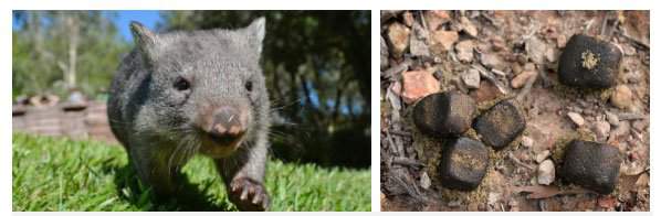 Bạn có biết: Phân của gấu túi Wombat có hình vuông và đây là lý do 2