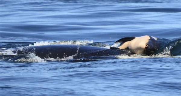 Cảm động cá voi sát thủ đau buồn vì con chết 2