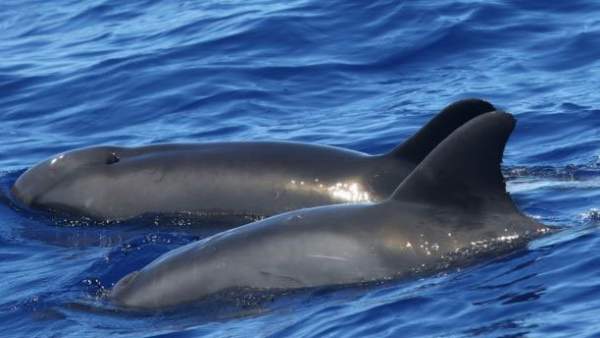 Phát hiện sinh vật lai mới giữa cá heo và cá voi 2