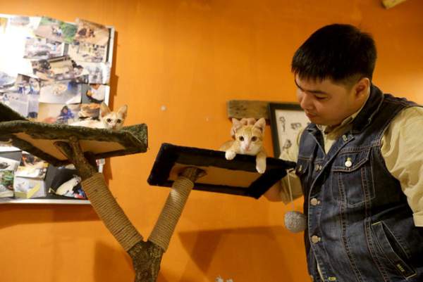 Khách thích thú chơi đùa trong quán cà phê nuôi đầy mèo hoang ở Sài Gòn 3