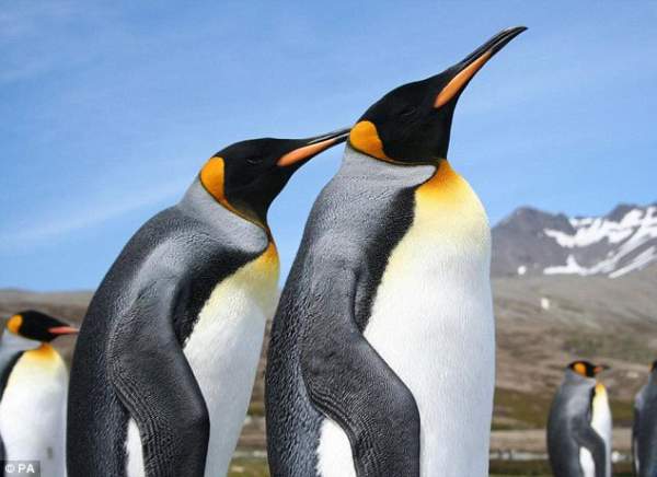 Vương quốc chim cánh cụt lớn nhất thế giới sụp đổ một cách bí ẩn 3