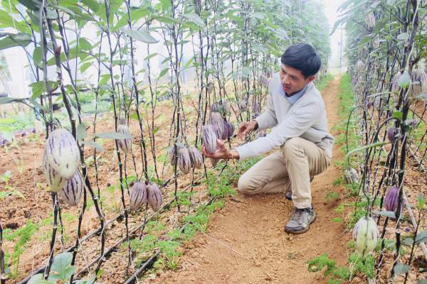 Phát “sốt” với vườn dưa pepino tím sai trĩu quả ở Đà Lạt