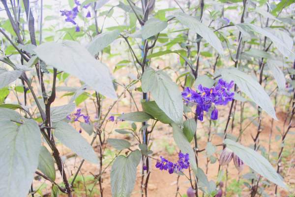 Phát “sốt” với vườn dưa pepino tím sai trĩu quả ở Đà Lạt 7