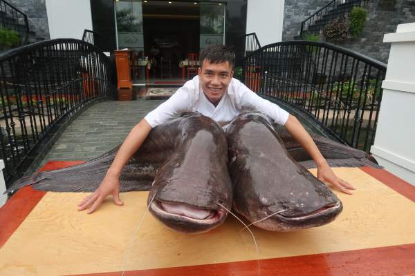 Choáng với cặp cá leo “khủng” nặng hơn 1 tạ xuất hiện ở Bắc Ninh