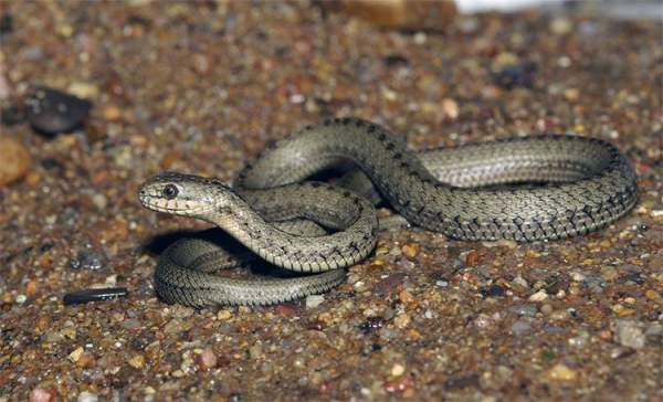 Loài rắn sống ở mái nhà thế giới nắm bí mật sinh tồn của con người?