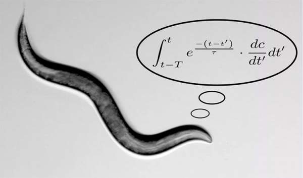 Chuyện thật như bịa: Loài giun tìm thức ăn nhờ "lập trình" toán học phức tạp