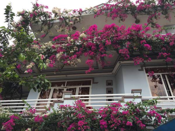 Quảng Ngãi: Giàn hoa giấy tuyệt đẹp phủ kín ngôi nhà 3 tầng 2