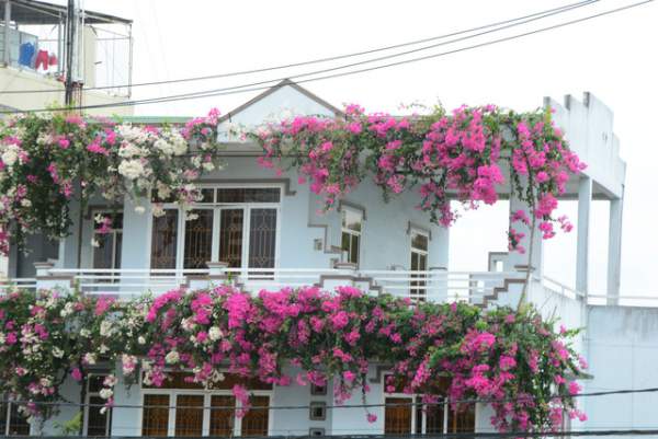 Quảng Ngãi: Giàn hoa giấy tuyệt đẹp phủ kín ngôi nhà 3 tầng