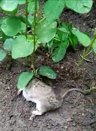 Chuột sống 40 ngày với cây mọc trên lưng