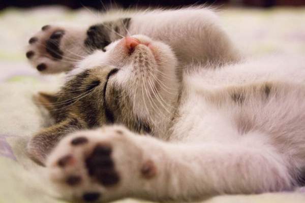 Dành cả thanh xuân để ngủ, nhưng các "boss mèo" nằm mơ thấy điều gì? 2