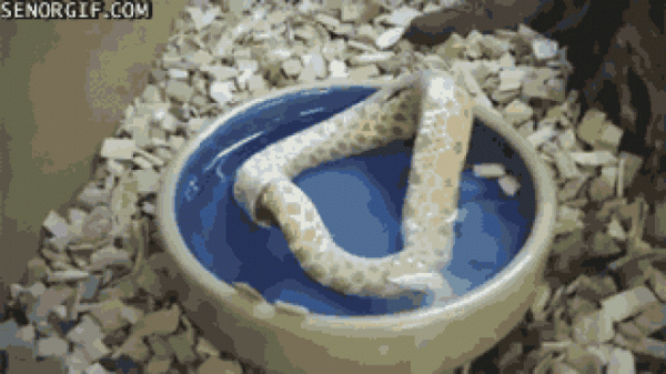 "Tự sát" bằng cách ăn chính mình - bí ẩn kinh dị ở loài rắn đã có lời giải!