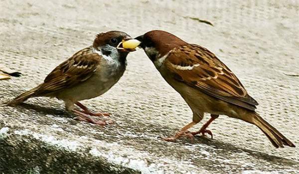Chim sẻ đã tiến hóa như thế nào trong xã hội loài người?